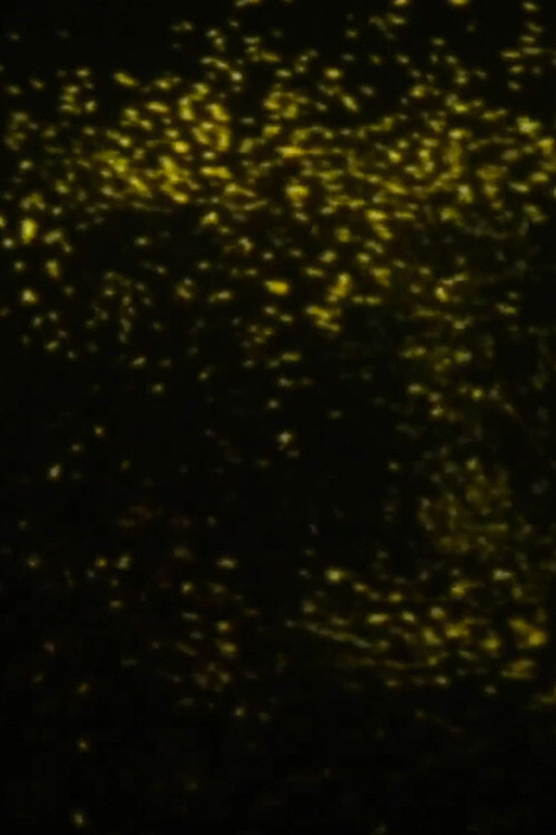 Imatge de Fire Fly EYE