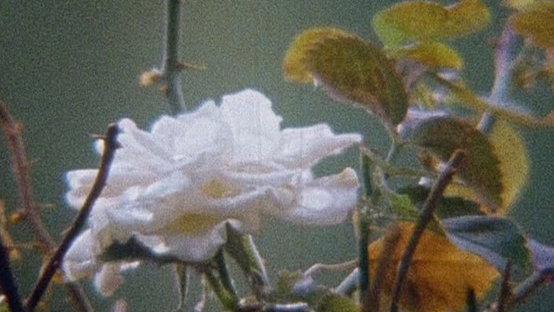 Image d'arrière-plan 3 du film Hic rosa, partition botanique