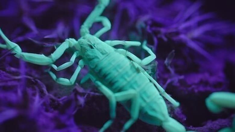 Still from 에일리언 월드 - 시즌 1 에피소드 2