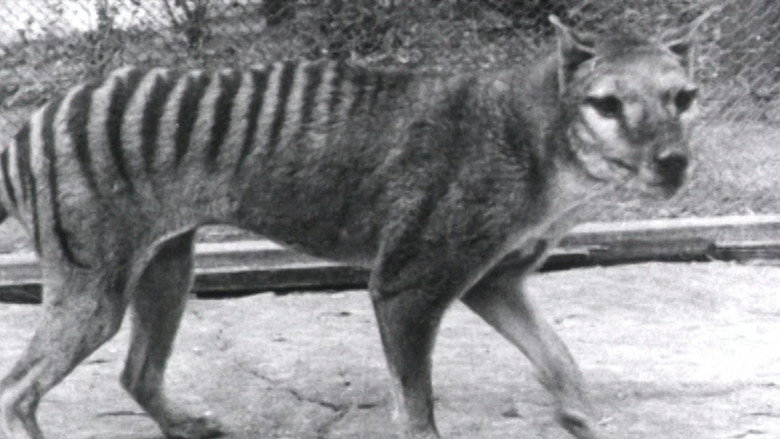 Thylacine Footage