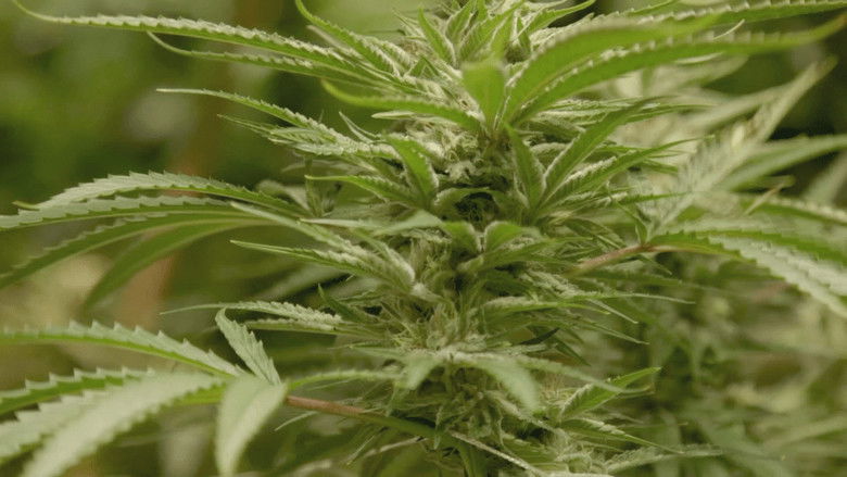 Still image for The Naked Truth season 1 episode 5: District of Cannabis Still image for The Naked Truth season 1 episode 5: District of Cannabis