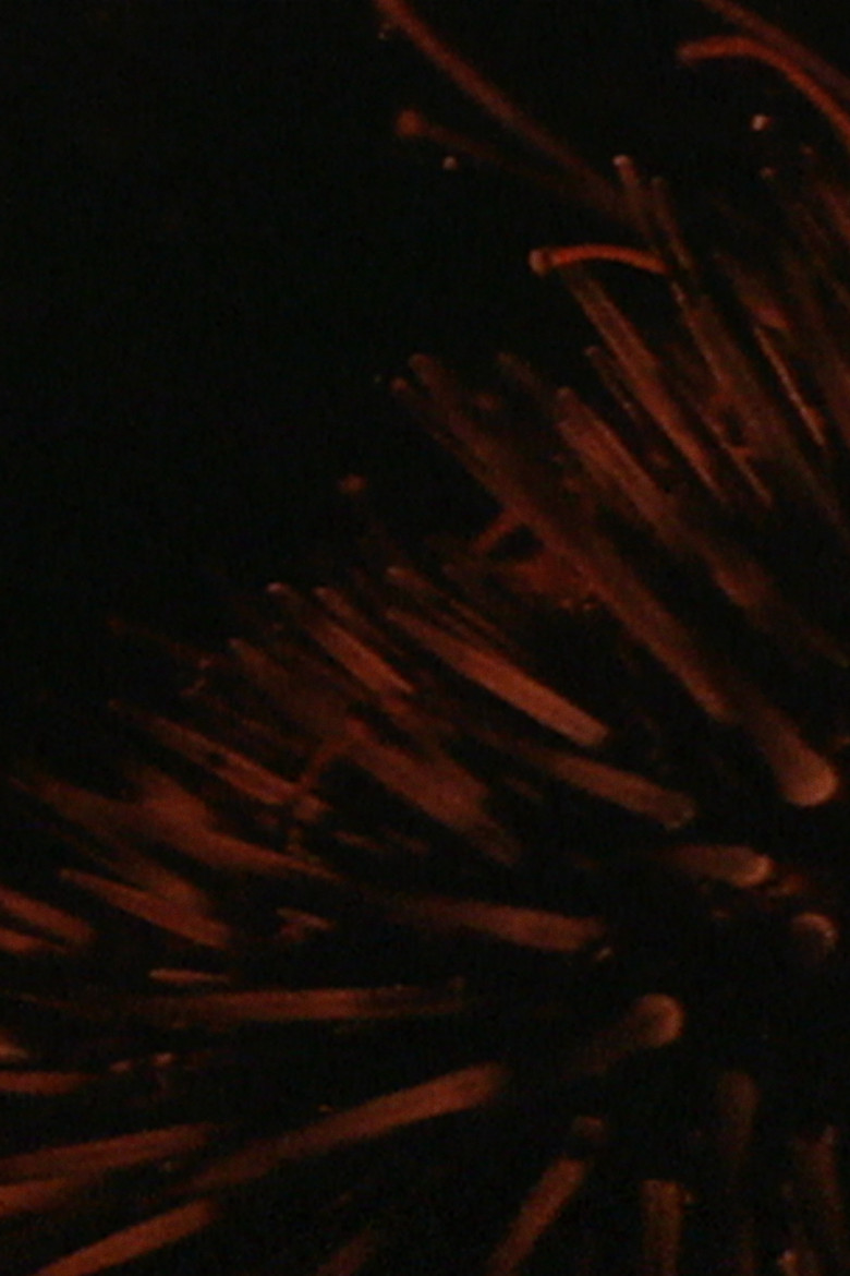 Imatge de Les Oursins