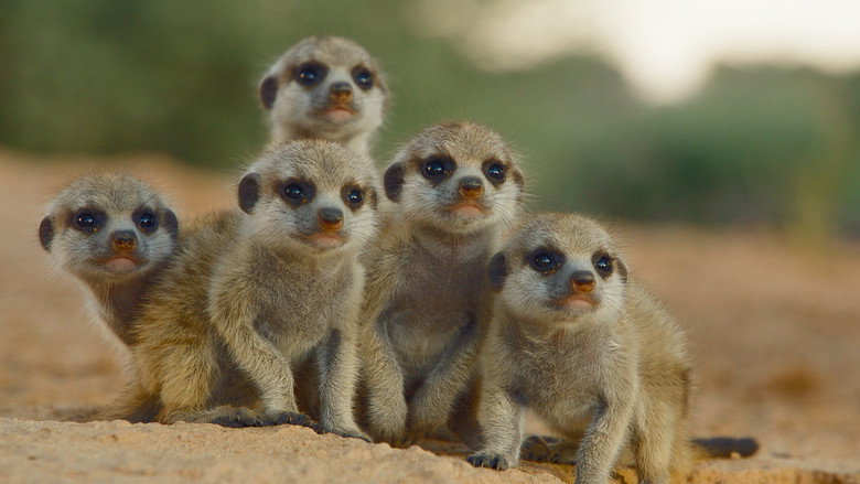 Still from The Secret Lives of Animals - ซีซัน 1 ตอน 2