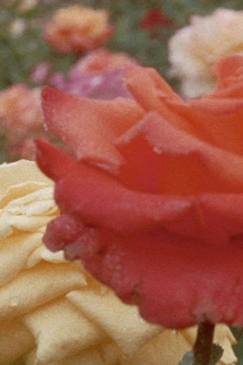 Imatge de Glimpses from a Visit to Orkney in Summer 1995