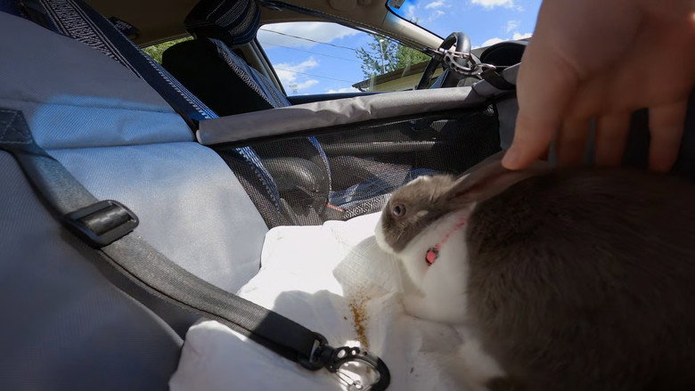 Still from The Incredible Dr. Pol - Season 24 Episode 9