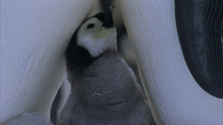 Still from Planet Earth - Season 1 Episode 6