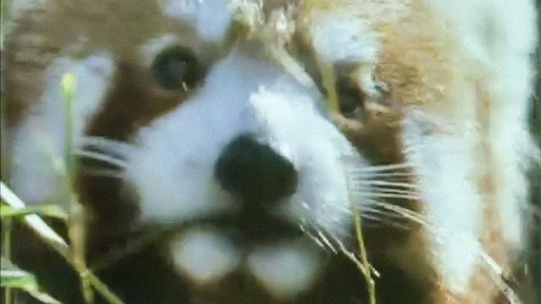 Still image for Trials of Life season 1 episode 3: Finding Food Still image for Trials of Life season 1 episode 3: Finding Food