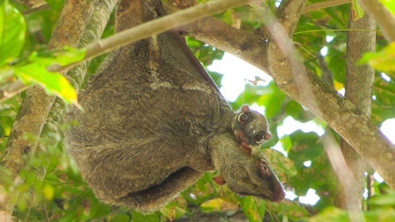 Still image for Wild City season 1 episode 2: Hidden World Still image for Wild City season 1 episode 2: Hidden World