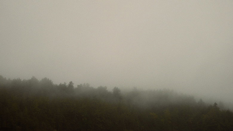 Imatge de Fire and the Forest