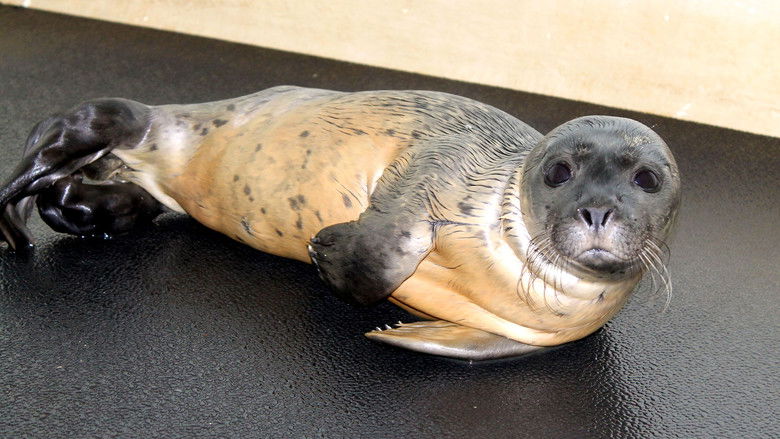 Still image for Channel Patrol season 1 episode 2: Episode 2 Still image for Channel Patrol season 1 episode 2: Episode 2