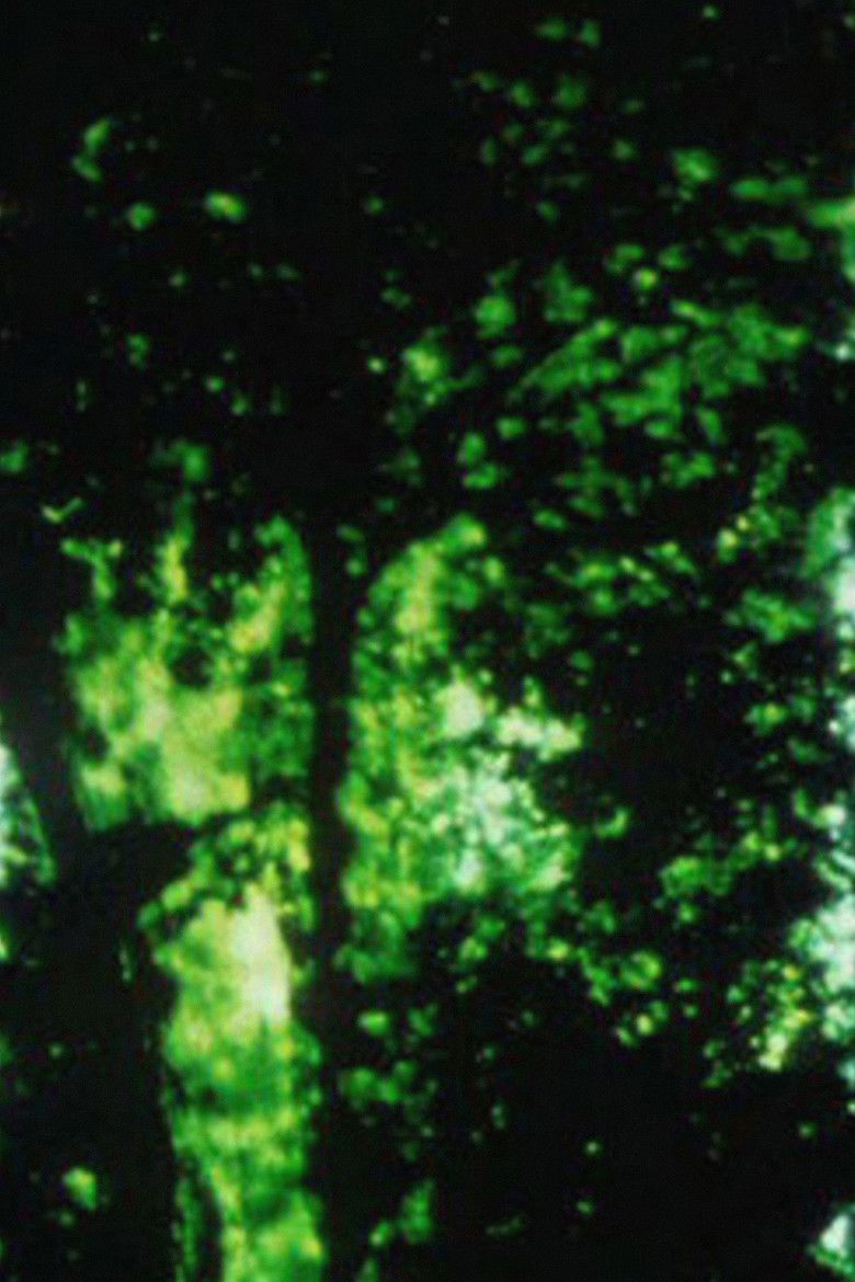 Imatge de Trees of Syntax, Leaves of Axis