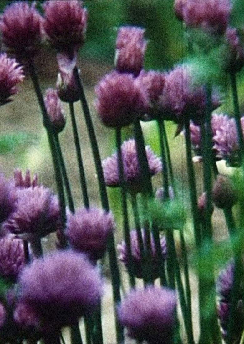 Imatge de Hic rosa, partition botanique