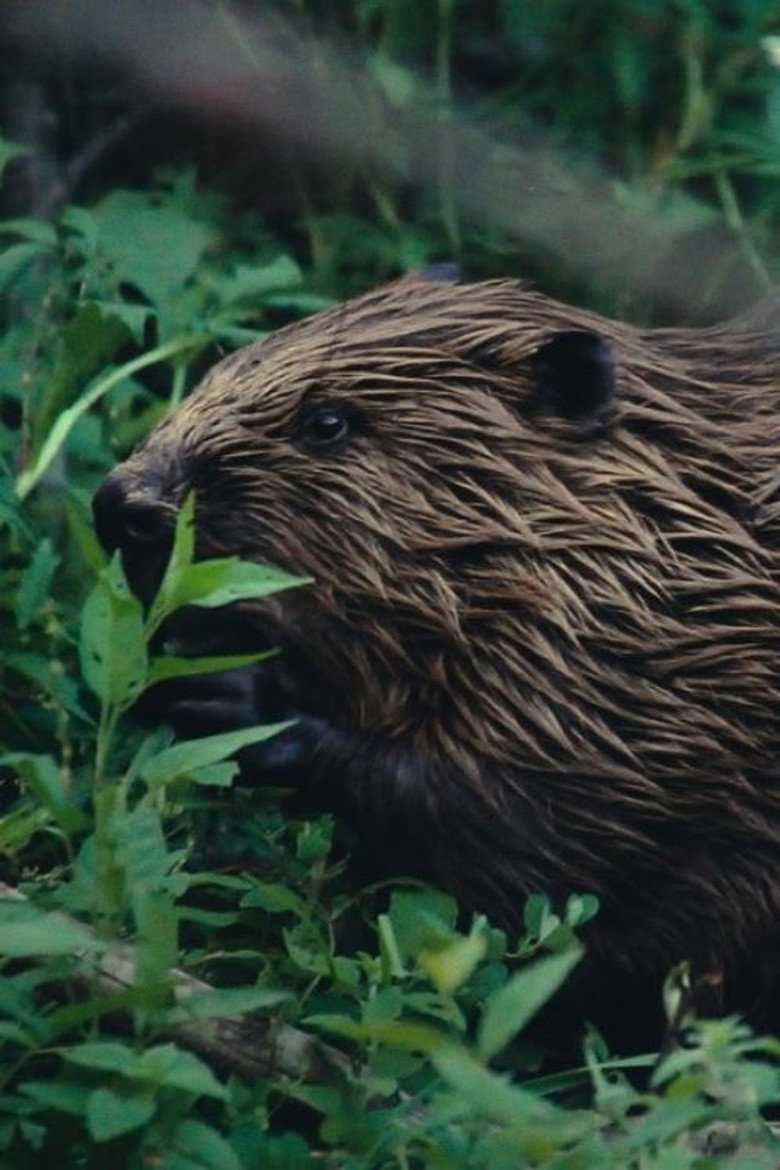 Imatge de Mission Castor - La réintroduction sauvage