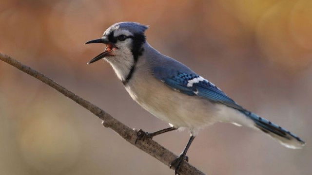 Still image for The National Geographic Guide to Birding in North America season 1 episode 10: Birding by Ear