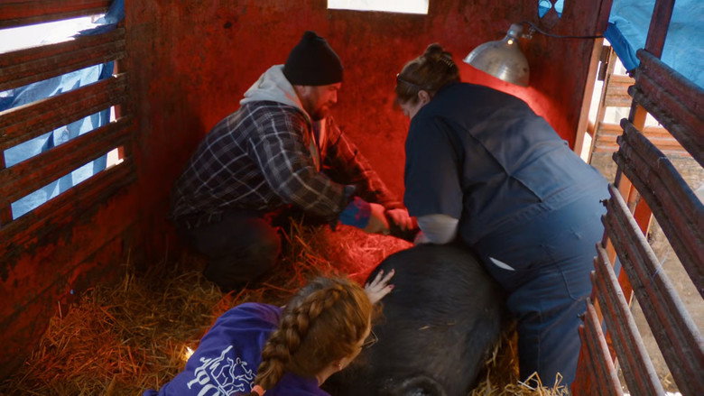 Still from The Incredible Dr. Pol - Season 24 Episode 6