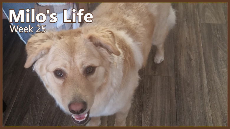 Still image for Milo's Life season 1 episode 25: Rivers and Friends | Week 25 Still image for Milo's Life season 1 episode 25: Rivers and Friends | Week 25