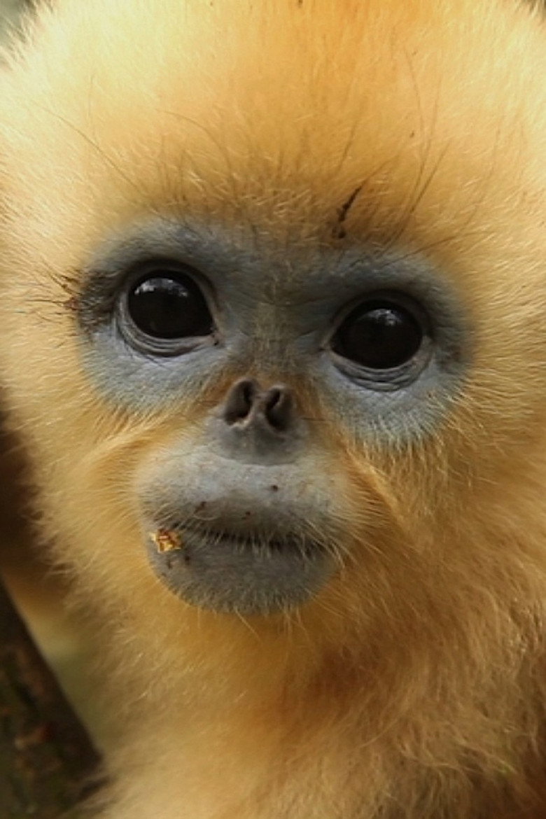 China's Golden Monkeys background