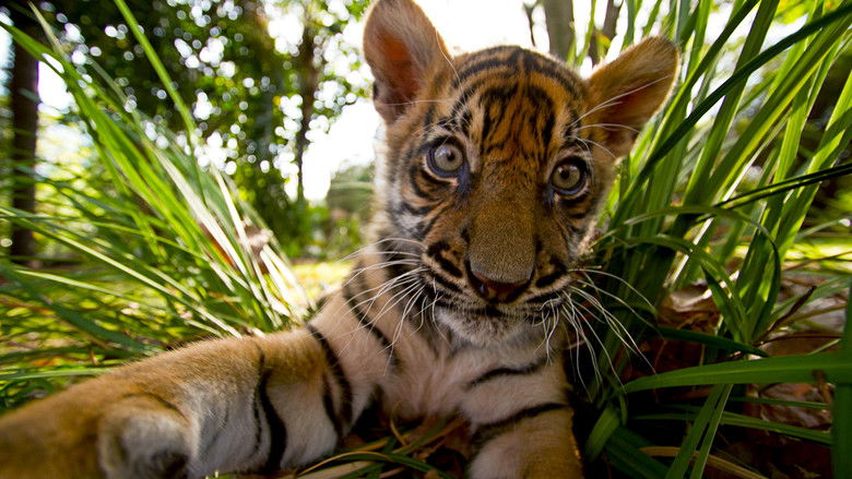 Still image for Tigers About the House season 1 episode 2: Episode 2 Still image for Tigers About the House season 1 episode 2: Episode 2