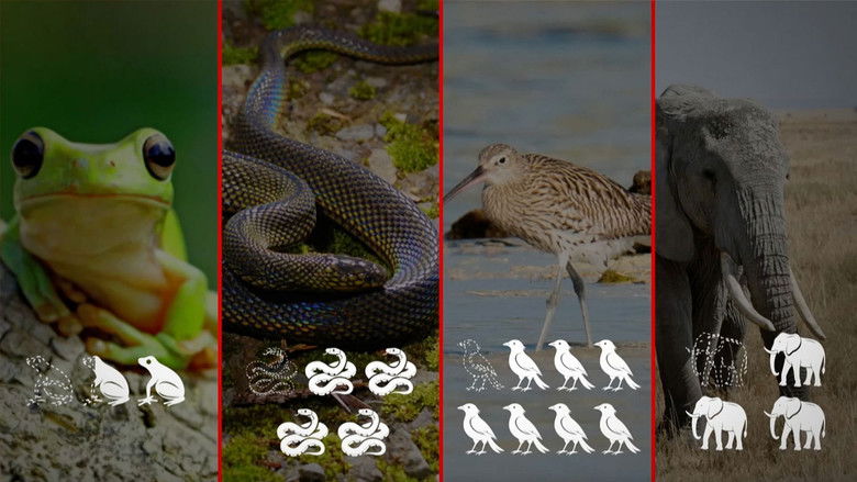 Le Dessous des cartes Temporada 36 Episodio 17 Cuevana 3