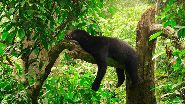 Still from The Secret Lives of Animals - Season 1 Episode 4