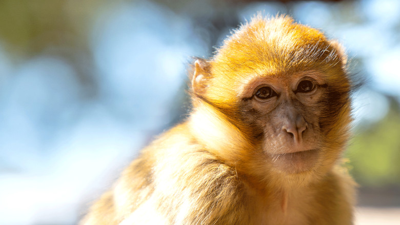 Africa's Hidden Wonders backdrop 2