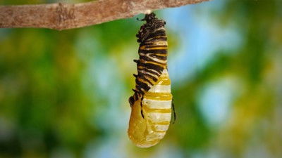 Still image for Wild Wild East season 1 episode 5: Pollinators Still image for Wild Wild East season 1 episode 5: Pollinators