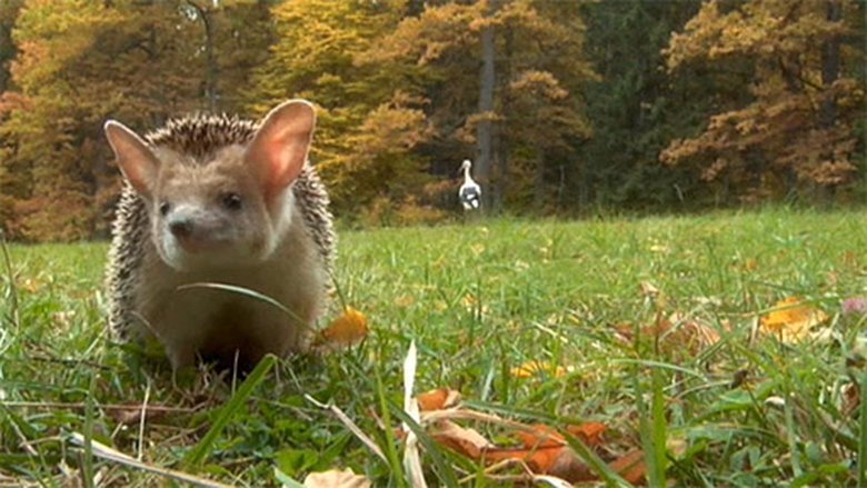 Podivuhodná cesta ježka Aladina Sezóna 1 Epizoda 8 bombuj