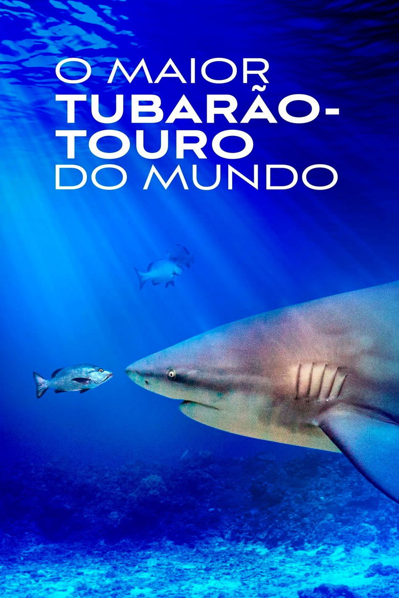 Imatge de World's Biggest Bull Shark?