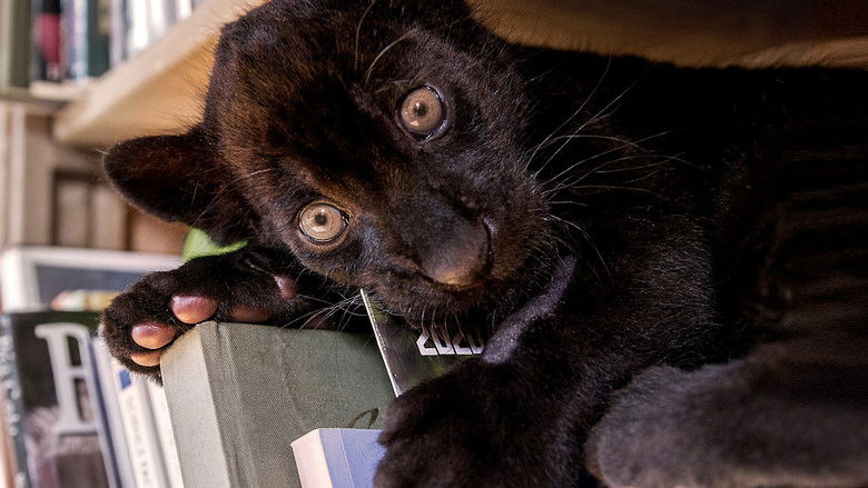 Still image for Big Cats About The House season 1 episode 1: Episode 1 Still image for Big Cats About The House season 1 episode 1: Episode 1