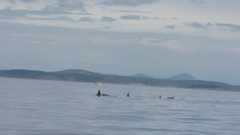 Whales