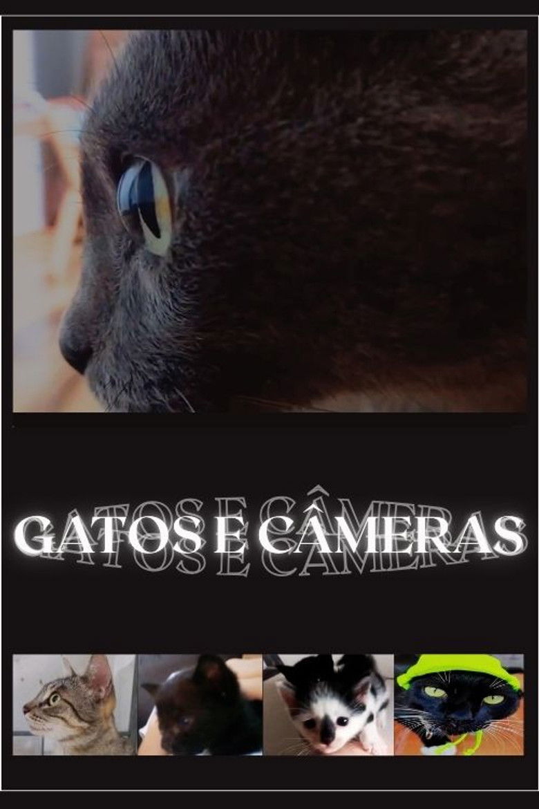 Imatge de Gatos e Câmeras