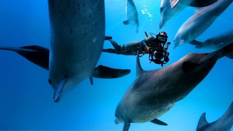 2020 Diving With Dolphins