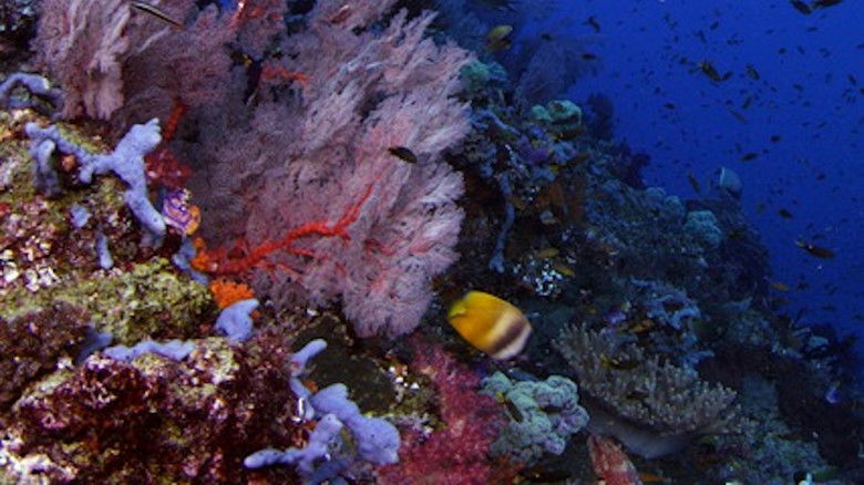 Still image for Wild Window season 1 episode 2: Coral Kingdoms Still image for Wild Window season 1 episode 2: Coral Kingdoms