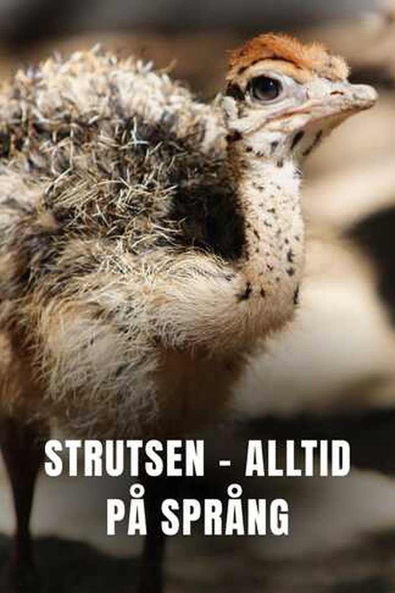 Official poster for Ostrich - A Life On The Run