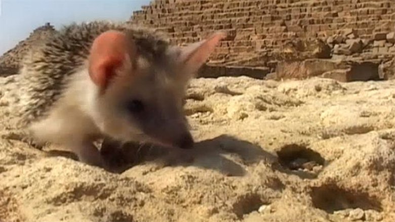 Podivuhodná cesta ježka Aladina Sezóna 1 Epizoda 13 bombuj