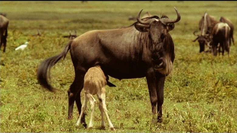Still image for If I Were an Animal season 1 episode 11: If I Were a Wildebeest Still image for If I Were an Animal season 1 episode 11: If I Were a Wildebeest