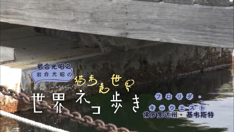 Still image for Mitsuaki Iwago's World “Cats” Travelogue season 1 episode 5: Key West, Florida Still image for Mitsuaki Iwago's World “Cats” Travelogue season 1 episode 5: Key West, Florida