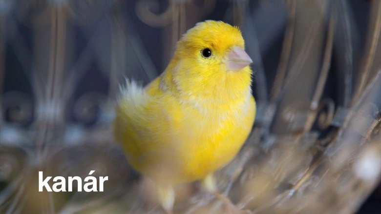 Uzlíky na jazyku Sezóna 1 Epizoda 62 bombuj