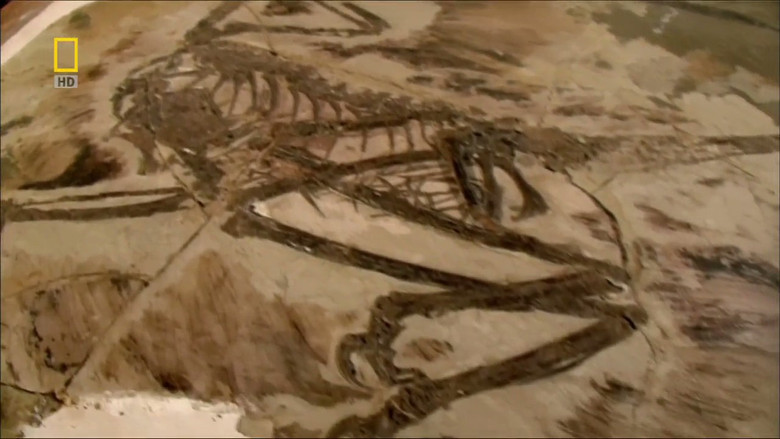 Still image for National Geographic Evolutions season 1 episode 2: Last Living Dinosaur Still image for National Geographic Evolutions season 1 episode 2: Last Living Dinosaur