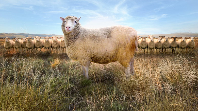 Dolly: The World's Most Famous Sheep image 1