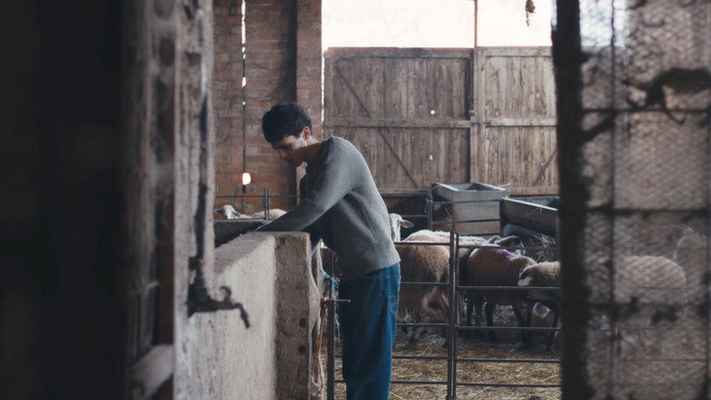Black Sheep image 1