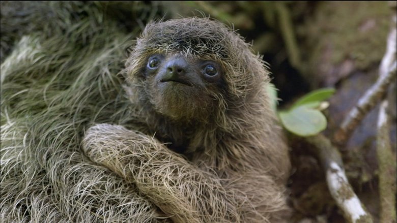 A Sloth Named Velcro