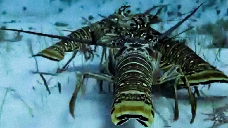 Still image for Trials of Life season 1 episode 5: Finding the Way Still image for Trials of Life season 1 episode 5: Finding the Way