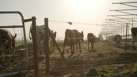 Still image for Rotten season 1 episode 5: Milk Money Still image for Rotten season 1 episode 5: Milk Money