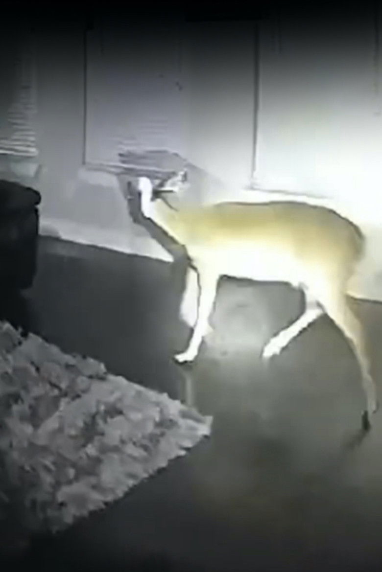 Imatge de Cupid's Fever