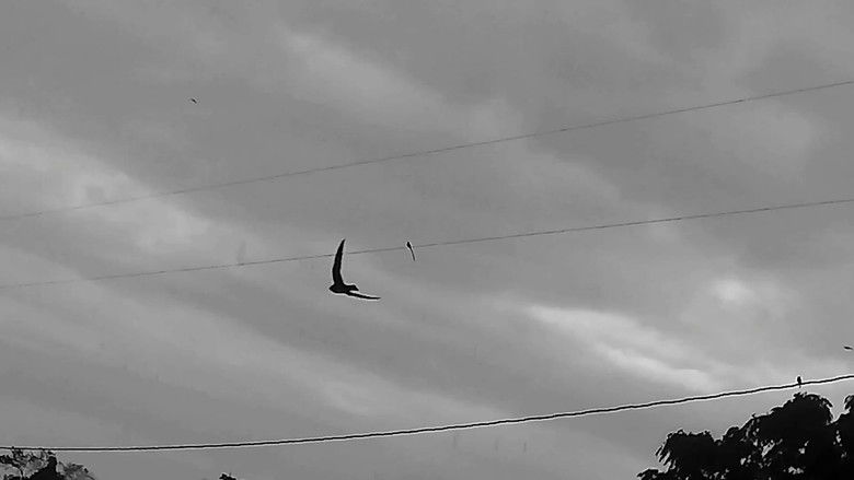 Imatge de Canção Húngara do Suicídio