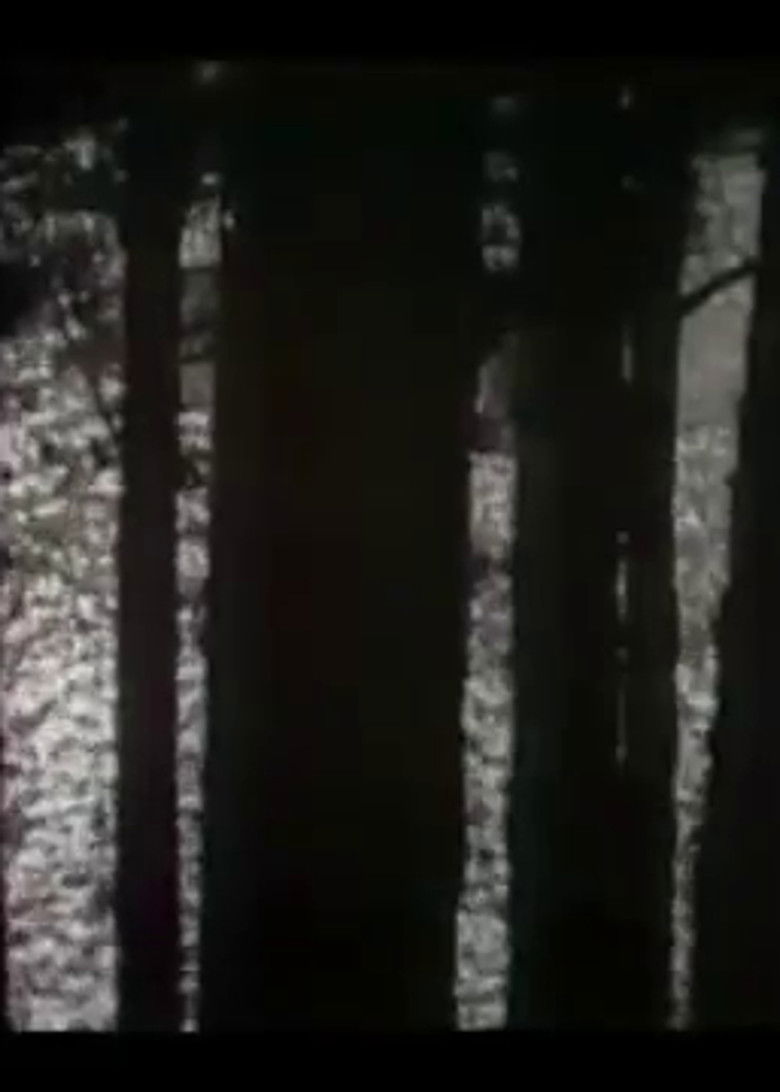 Imatge de Forest Murmurs