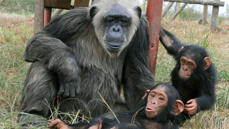 Imatge de Schimpansen im Kongo mit Jane Goodall