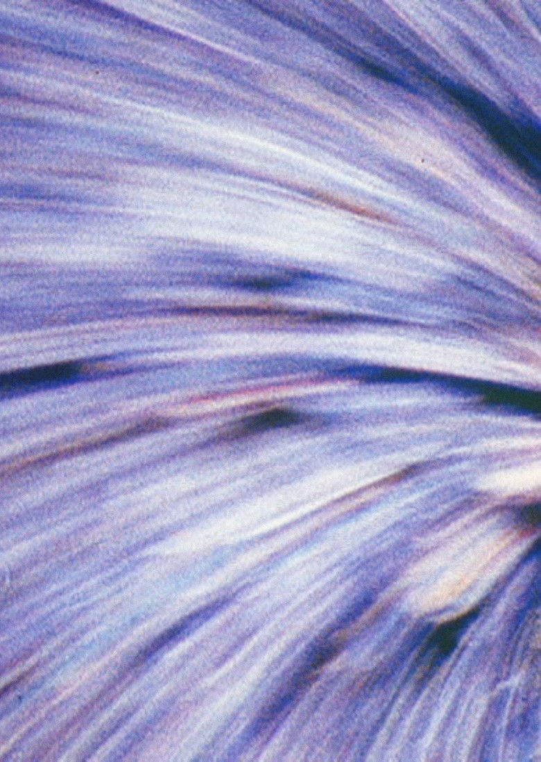 Imatge de Nuestra Señora de Paris