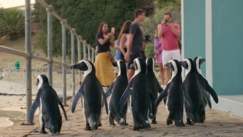 Penguin Town Season 1 Episode 6